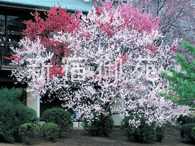 写真：花 064