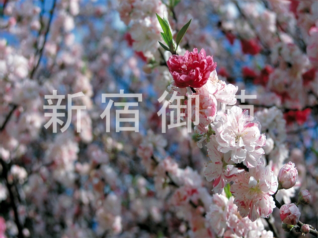 写真：花 065