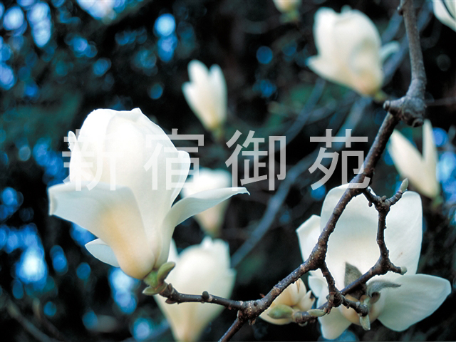 写真：花 068
