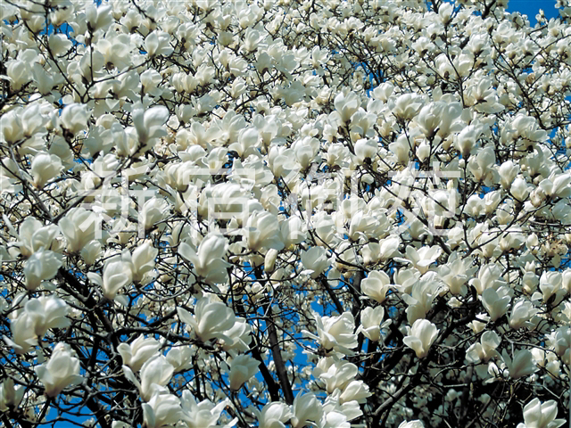 写真：花 069