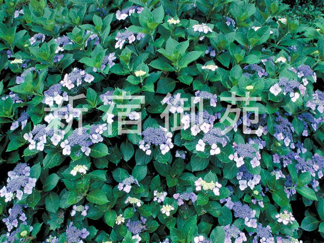 写真：花 071