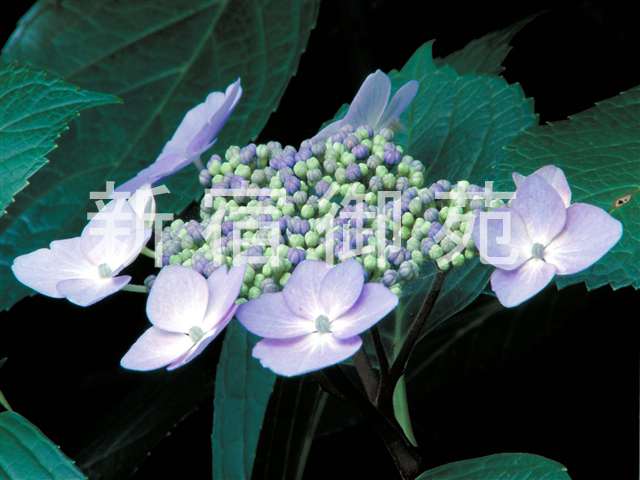 写真：花 072