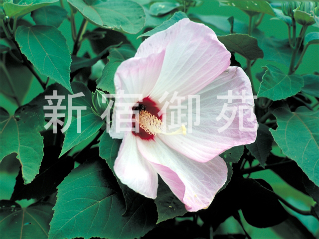 写真：花 074