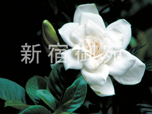 写真：花 075