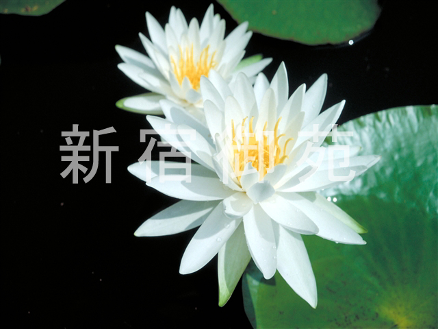 写真：花 077