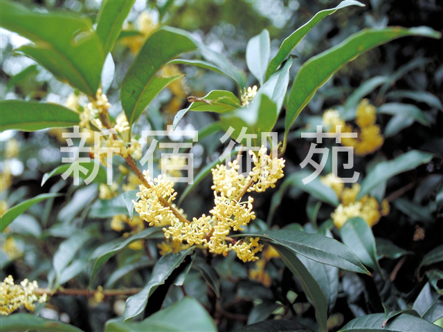 写真：花 085