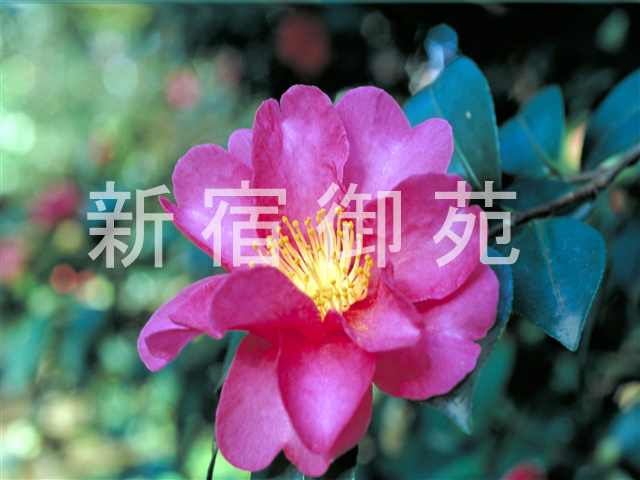 写真：花 087