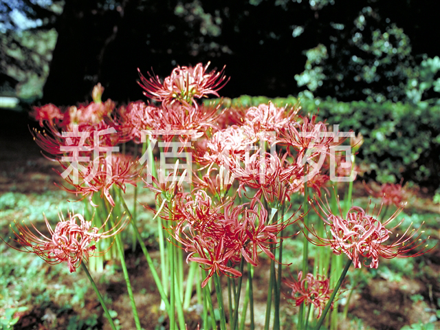 写真：花 088