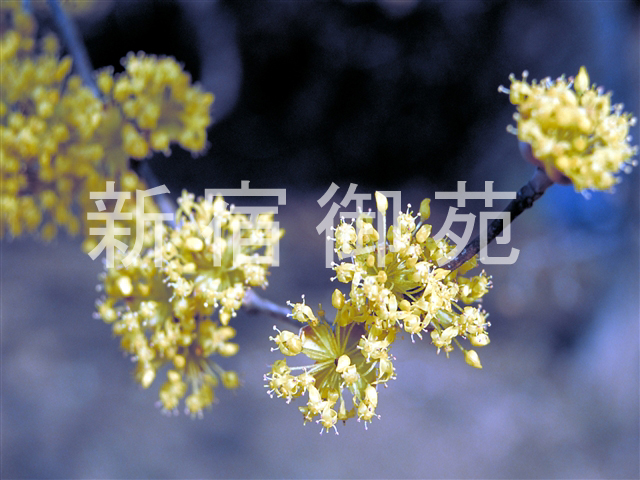写真：花 091