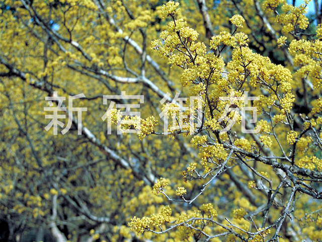 写真：花 092