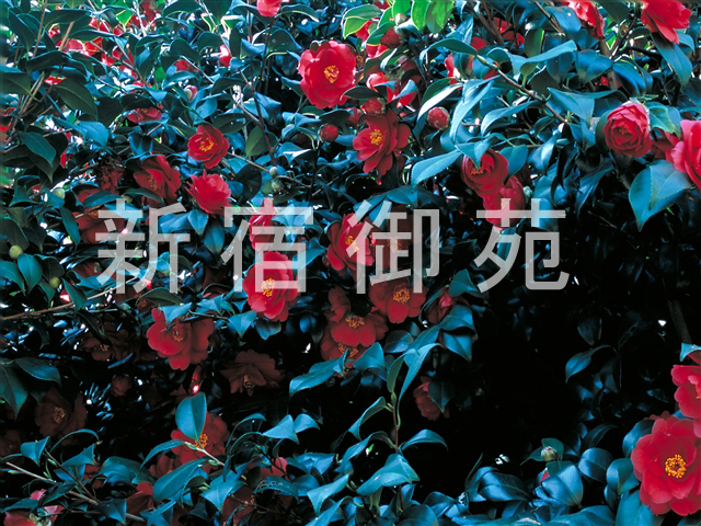 写真：花 093
