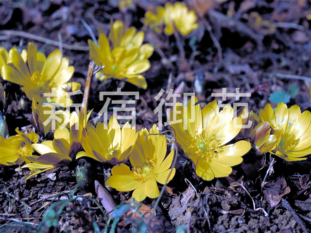 写真：花 095