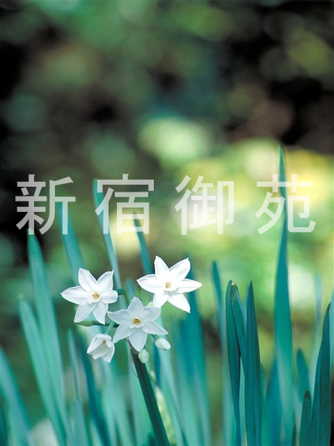 写真：花 097