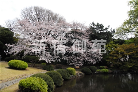 写真：日本庭園２