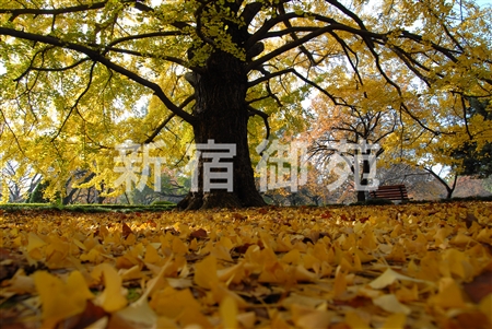 写真：秋風景２