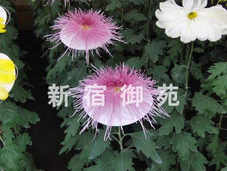 写真：管物菊