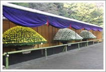 写真：毎年１１月に行われる菊花壇展