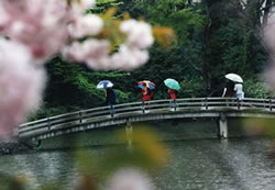 写真：フォトコンテスト2006入賞作品「春の雨」