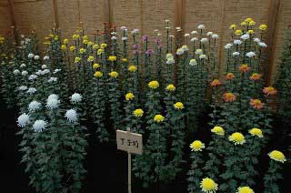 写真:伊勢菊・丁子菊・嵯峨菊花壇 (いせぎく・ちょうじぎく・さがぎくかだん)