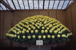 写真:大作り花壇 (おおづくりかだん)