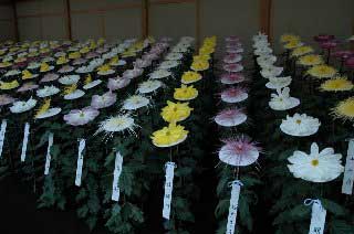 写真:一文字菊、管物菊花壇 (いちもんじぎく、くだものぎくかだん)
