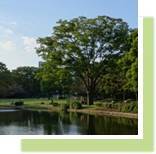 写真：北の丸公園を代表する池越しのケヤキ（初秋）の風景です