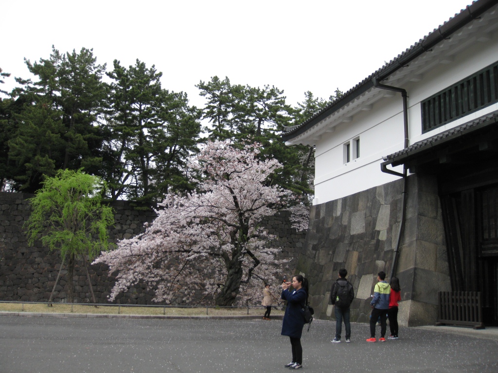 写真：桜田門のサクラ