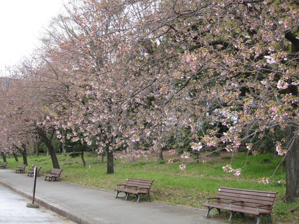 写真：馬場先地区の八重桜