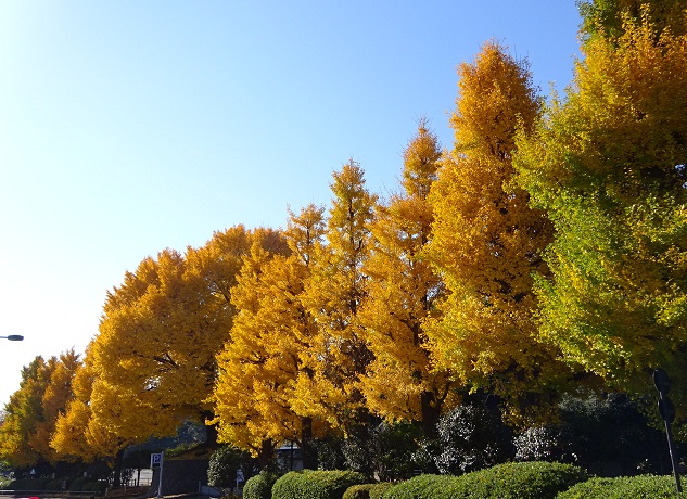 写真：イチョウ