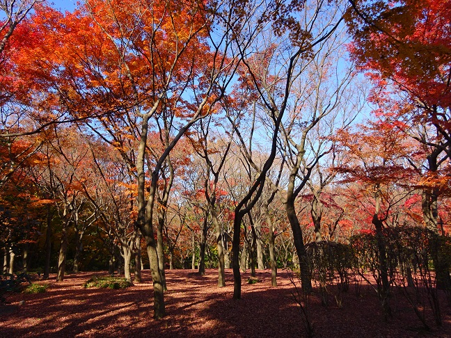 写真：モミジ林