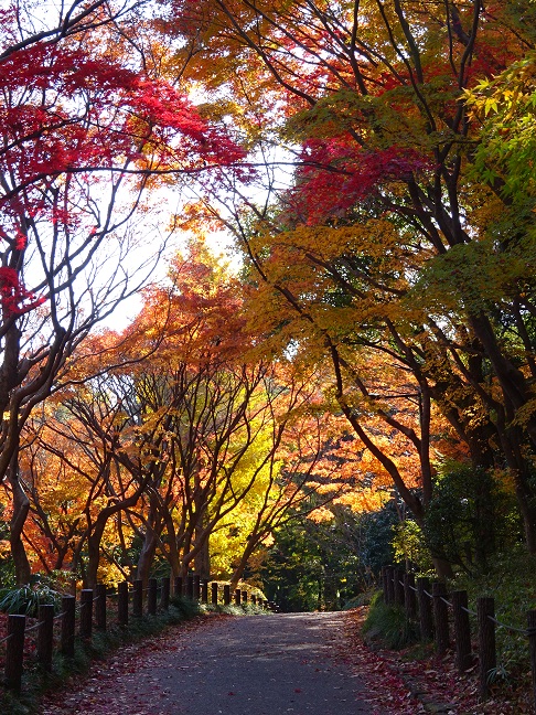 写真：紅葉1