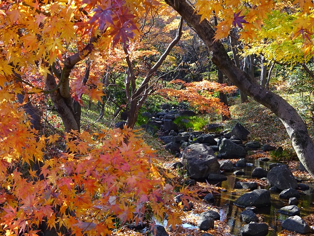 写真：紅葉2