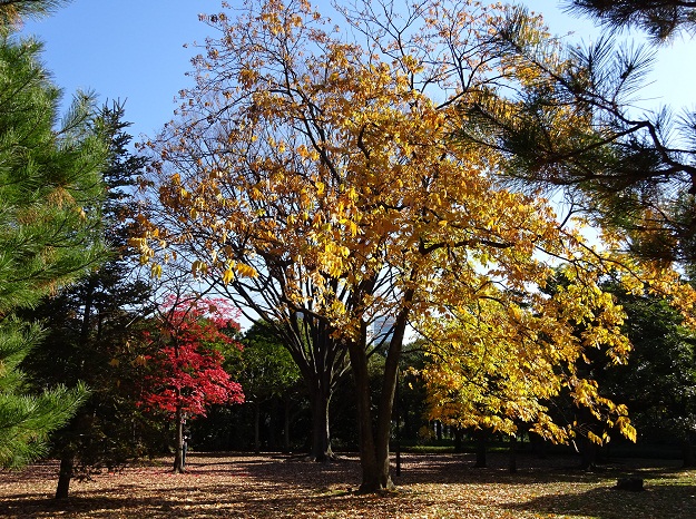 写真：ムクロジとハゼノキの紅葉2