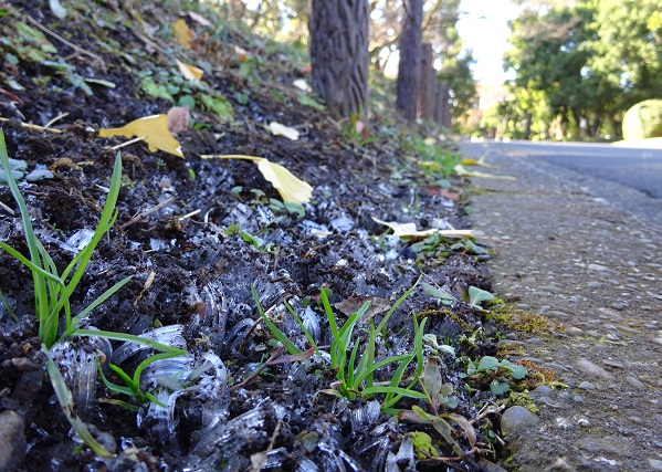 写真：園内の霜柱