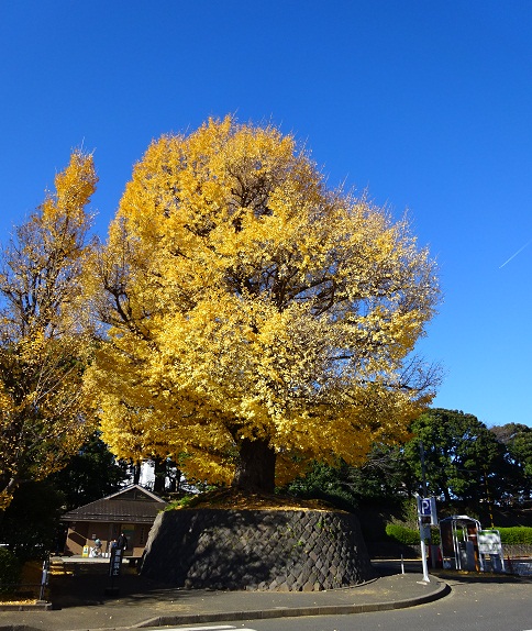 写真：武道館前の大イチョウ