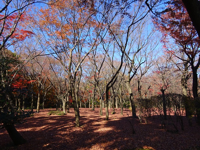 写真：モミジ林