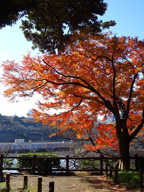 写真：モミジ