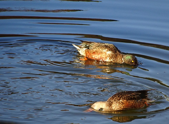 写真：清水濠のハシビロガモ