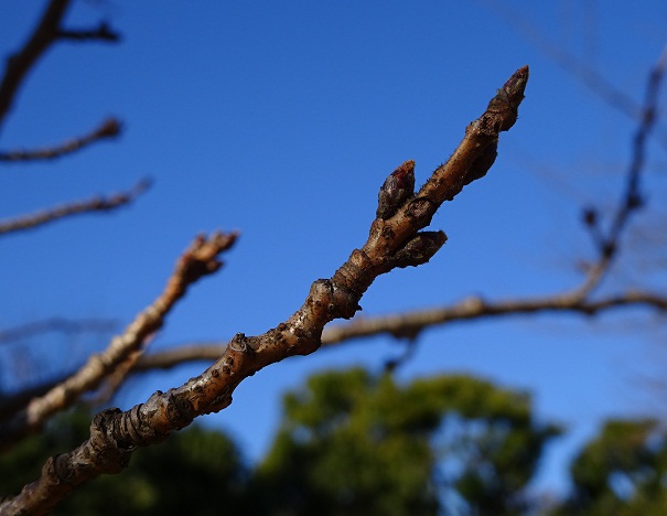 写真：ソメイヨシノの冬芽