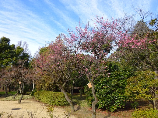 写真：紅梅