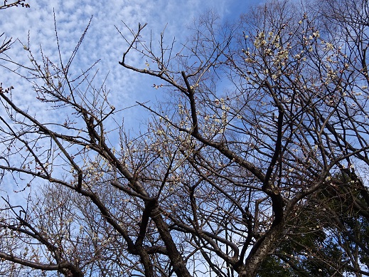 写真：梅林