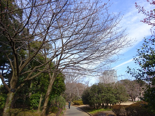 写真：公園の通りの風景