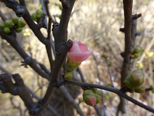 写真：白いボケの花