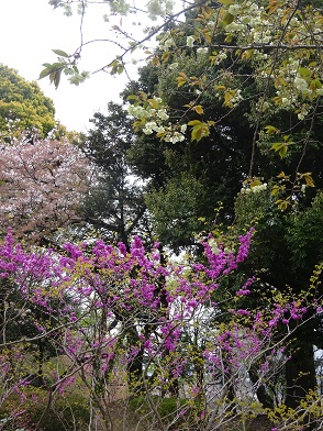 写真：鬱金（ウコン）と花木園の様子