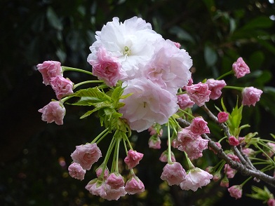 写真：松月（ショウゲツ）