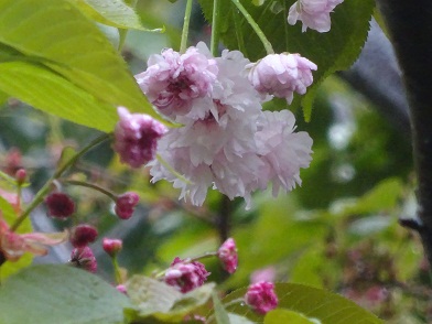 写真：梅護寺数珠掛桜（バイゴジジュズカケザクラ）