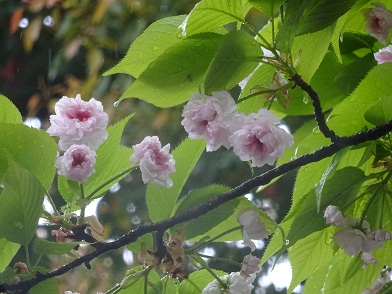 写真：菊桜（キクザクラ）