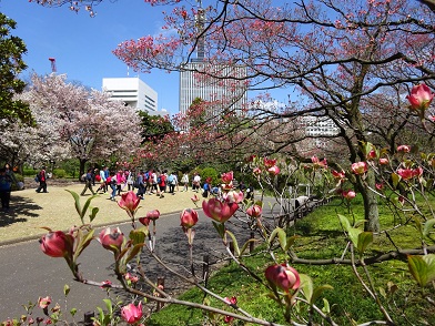 写真：吉田茂像の前で開き始めたハナミズキ