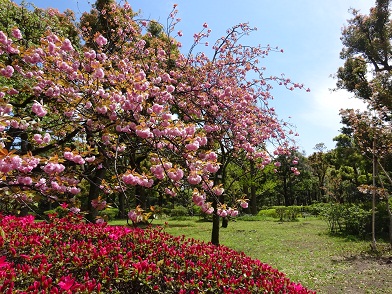 写真：花木園の関山（カンザン）とキリシマツツジ