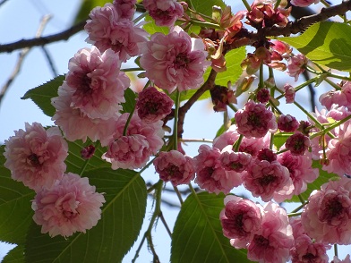 写真：花木園の梅護寺数珠掛桜（バイゴジジュズカケザクラ）